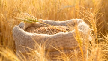 Bevat tarwe van vroeger minder gluten dan modern tarwe?