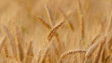Is kruisbesmetting mogelijk bij groente die naast tarwe wordt verbouwd?